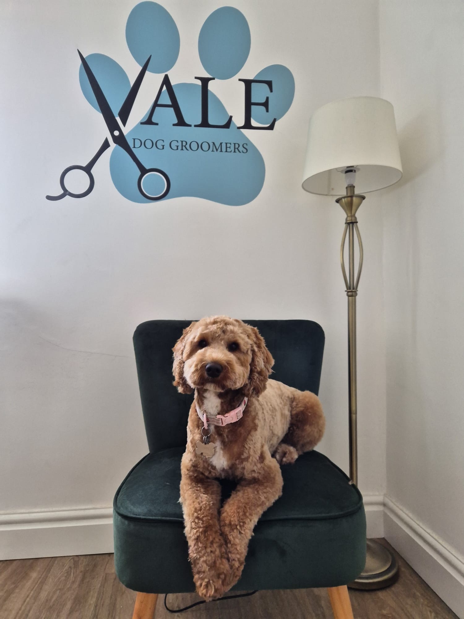 Freshly groomed apricot cockapoo with a neat teddy-bear trim, sitting for a photo