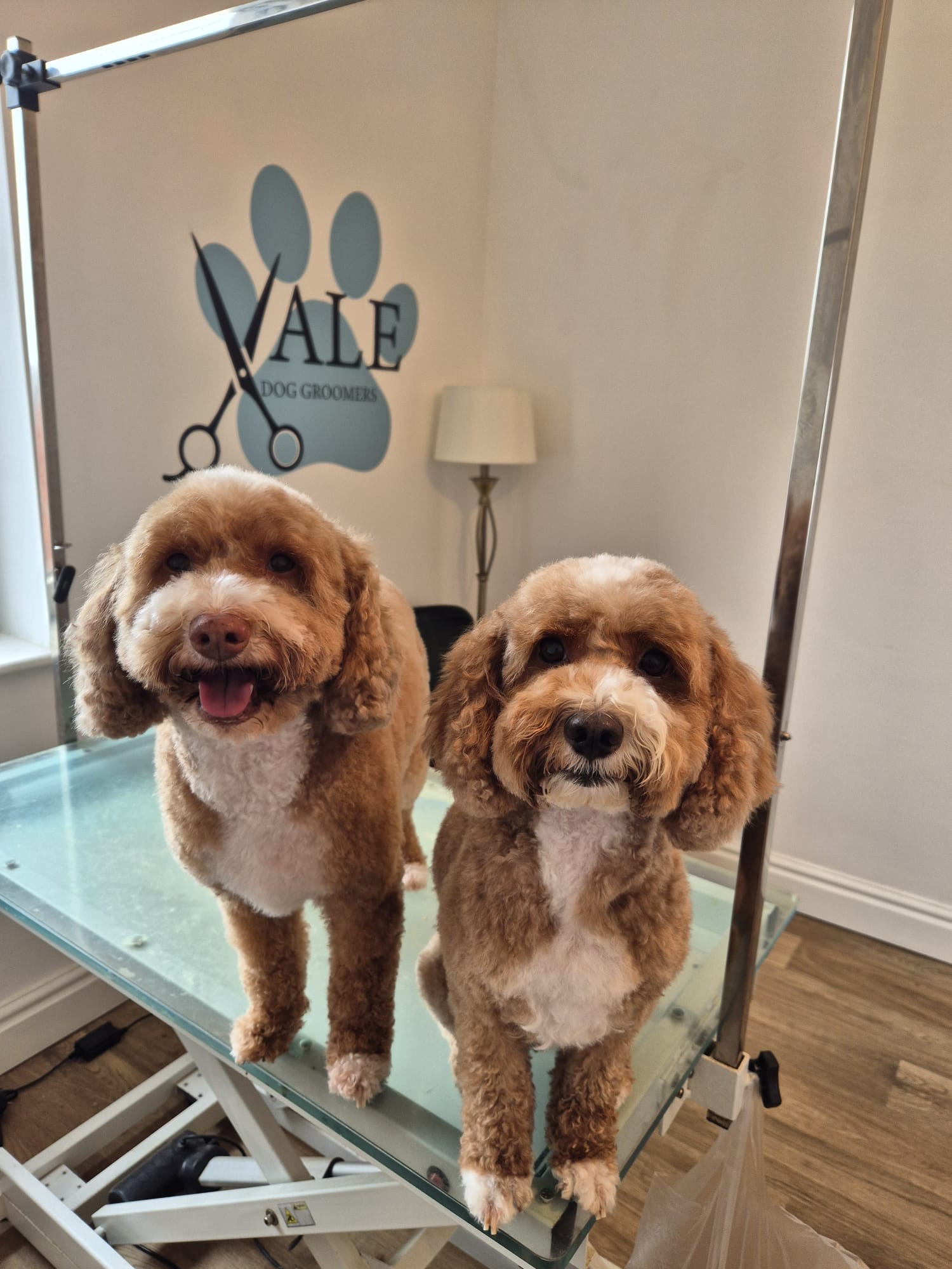 Two freshly groomed cavapoos