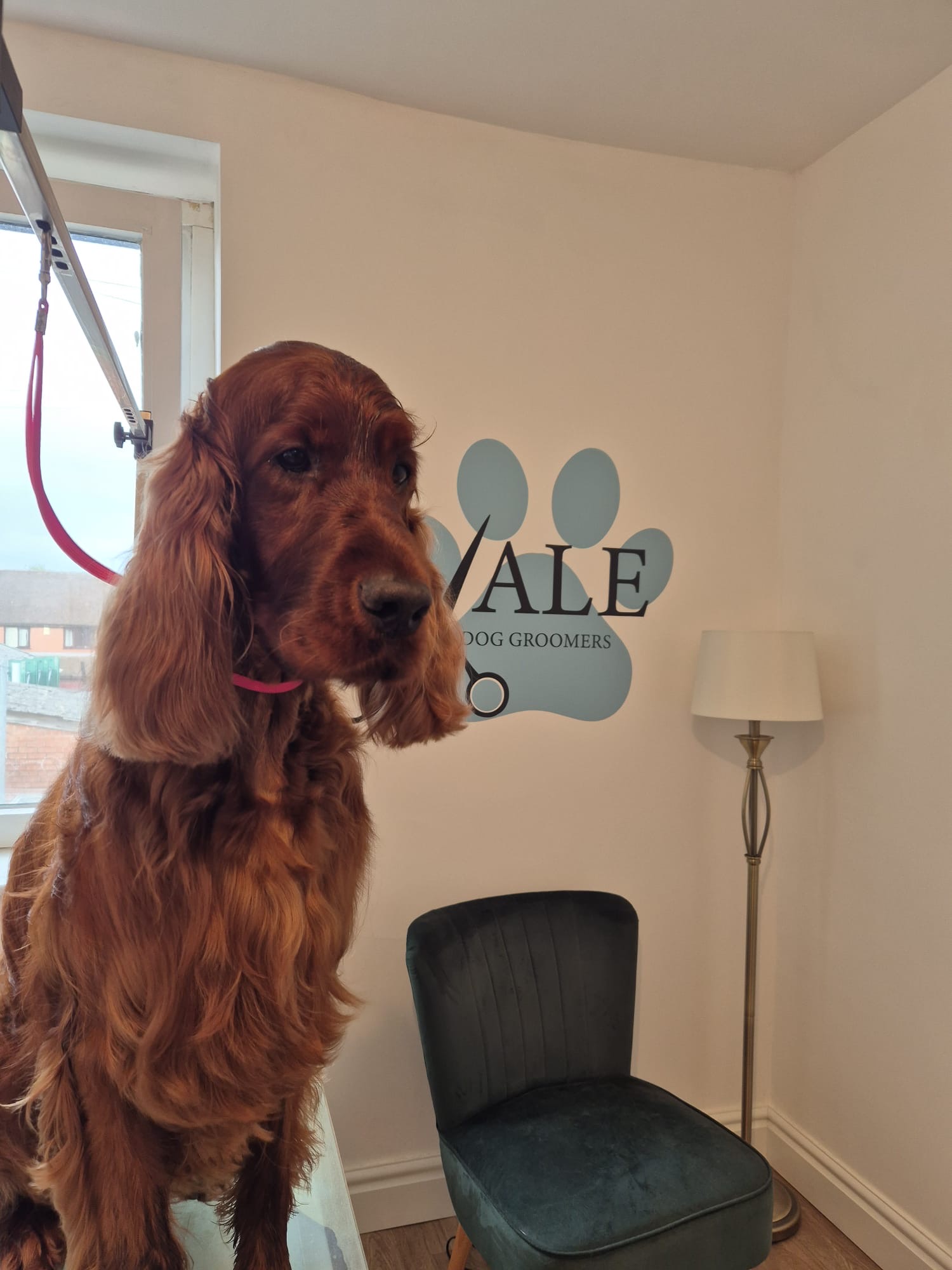 Irish Setter with a freshly brushed, silky red coat on the grooming table