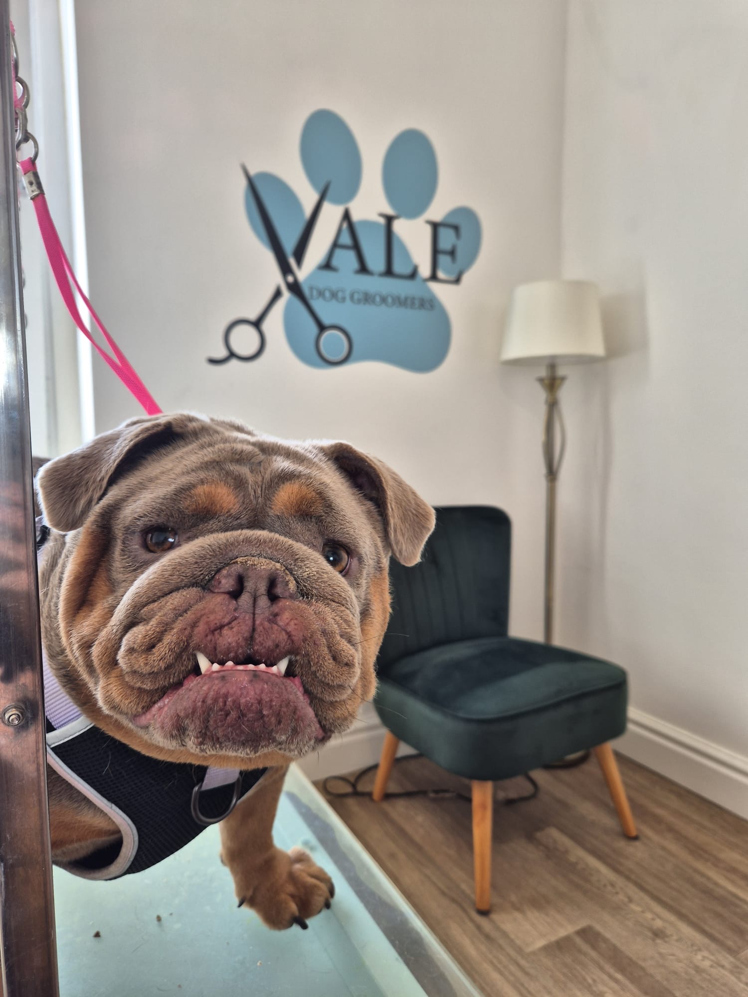 Bulldog on the grooming table after a bath and tidy