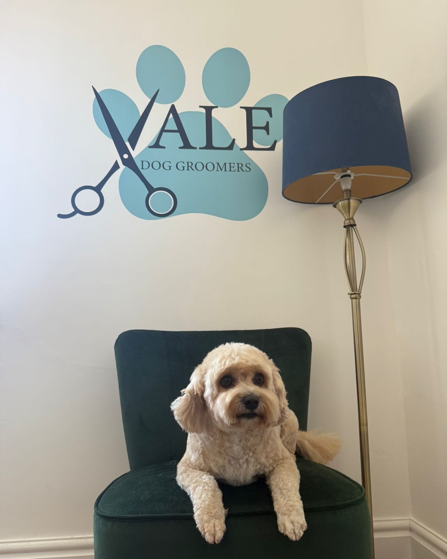 Cream cockapoo with a neat teddy-bear trim, sitting for a photo