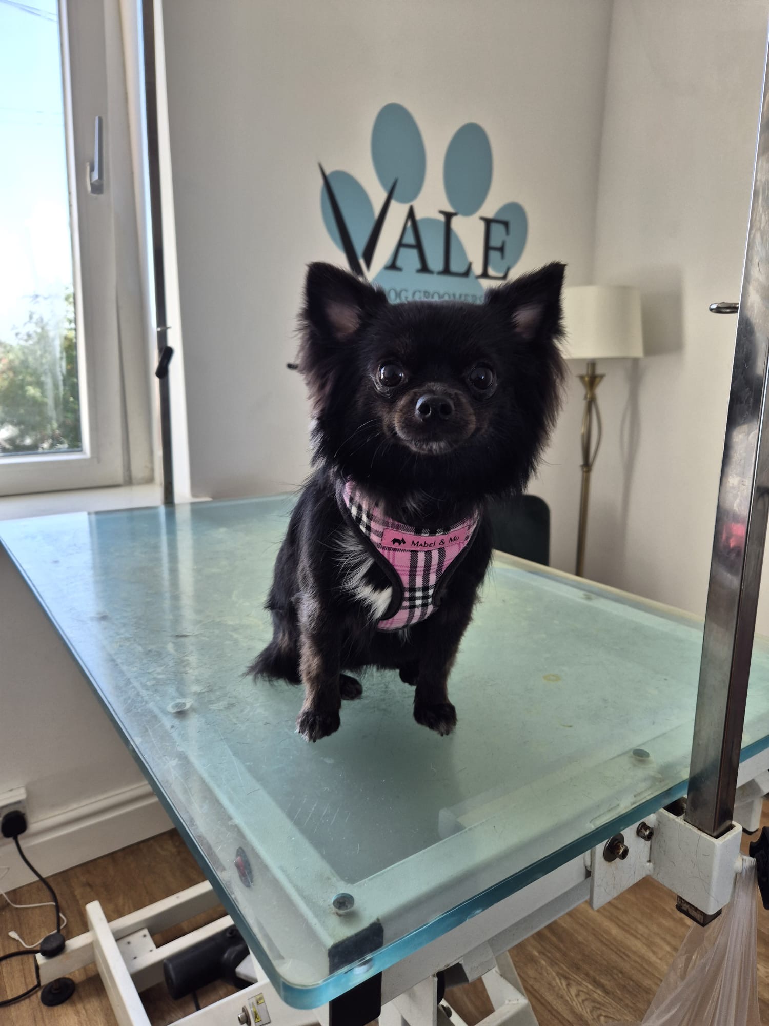 Small black long-coated dog in a pink harness, freshly groomed on the table