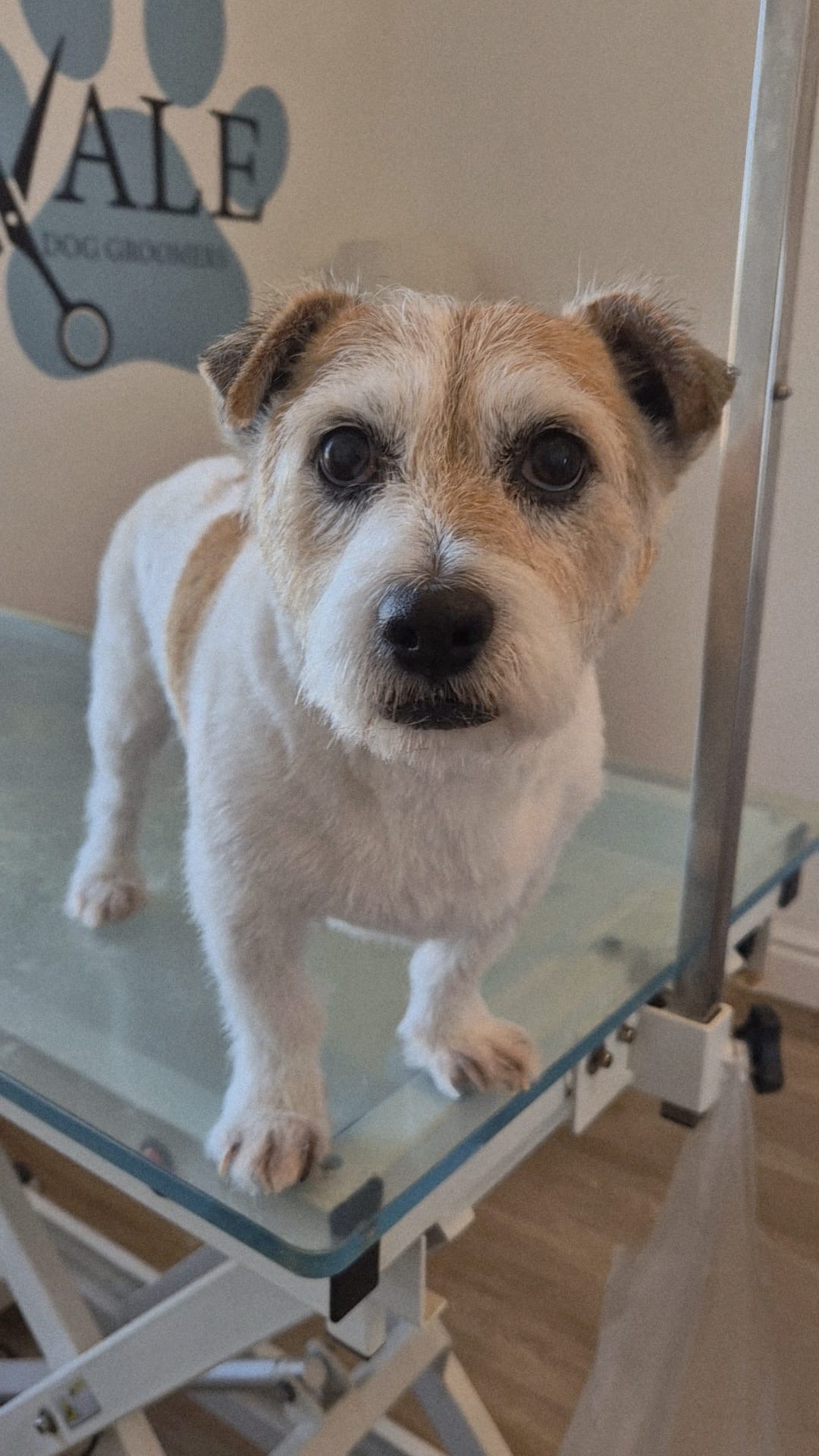 Wire-haired terrier with a tidy, trimmed coat on the grooming table