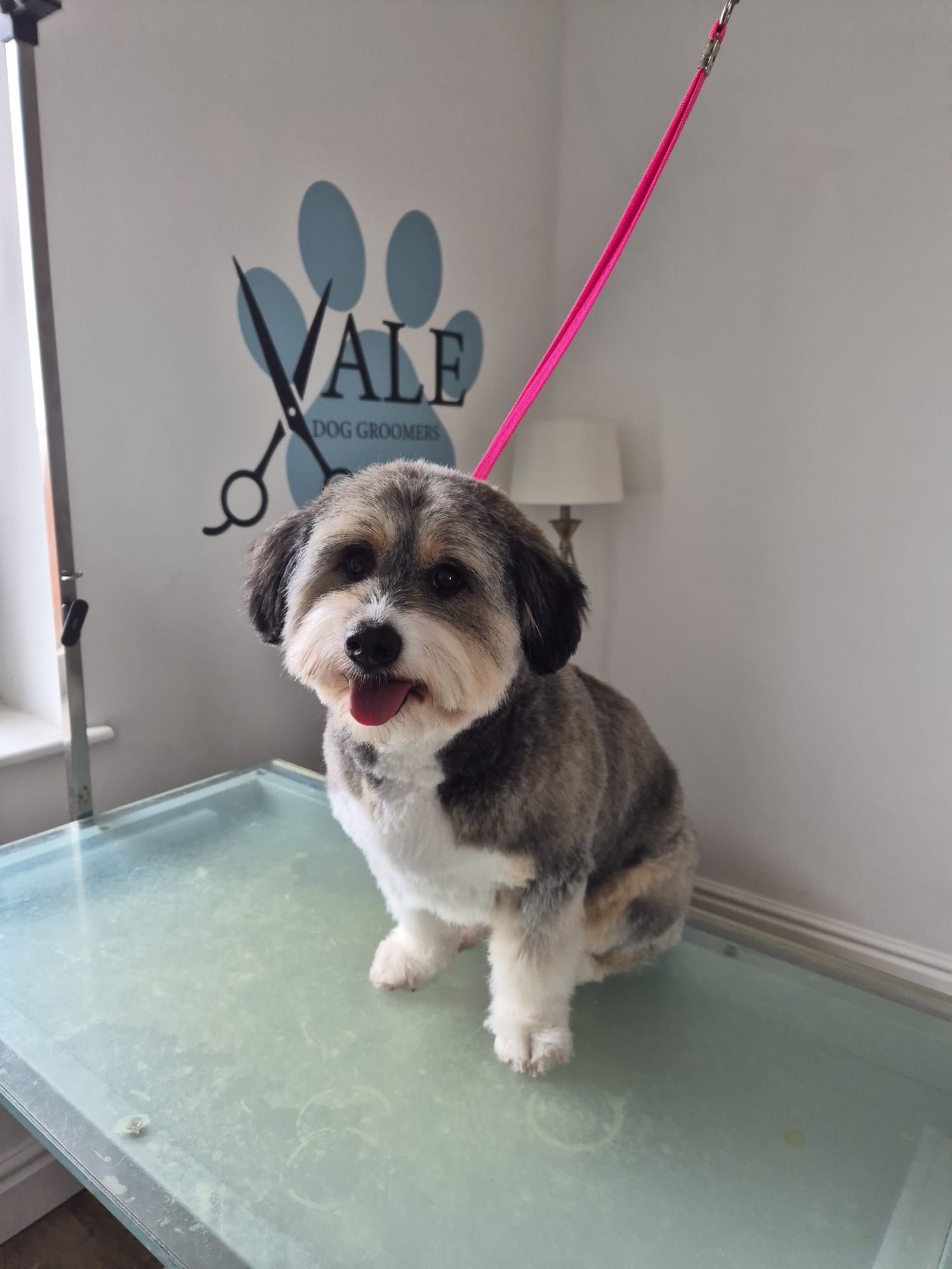 Grey and white terrier mix with a fresh trim, happily panting on the table